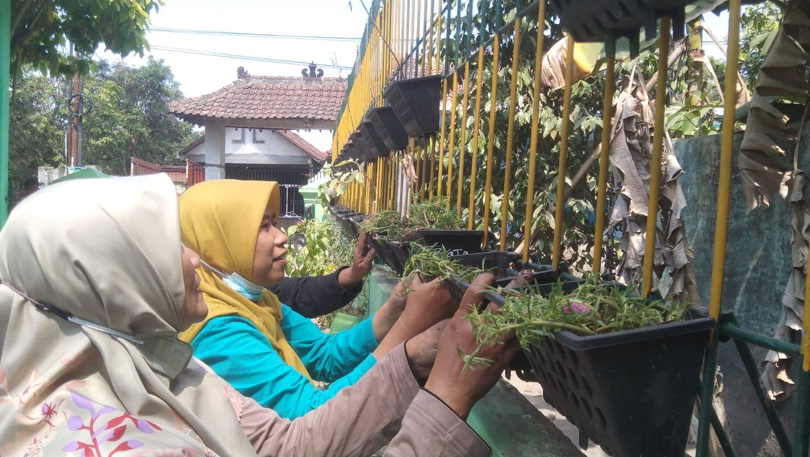 PKM Green School, Mahasiswa Muhammadiyah Kembangkan Vertical Garden